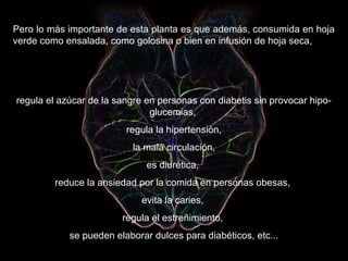 Pero lo más importante de esta planta es que además, consumida en hoja
verde como ensalada, como golosina o bien en infusión de hoja seca,
regula el azúcar de la sangre en personas con diabetis sin provocar hipo-
glucemias,
regula la hipertensión,
la mala circulación,
es diurética,
reduce la ansiedad por la comida en personas obesas,
evita la caries,
regula el estreñimiento,
se pueden elaborar dulces para diabéticos, etc...
 