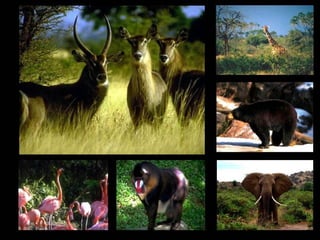 El ser humano y los ecosistemas En los parques nacionales no está permitido ni cazar, ni pescar, ni talar árboles ni arrancar plantas Para evitar que desaparezcan algunos animales y plantas, creamos espacios protegidos como son los  parques nacionales ¿Cómo protegemos los ecosistemas? Sirven de refugio a los animales y las plantas y además podemos estudiarlos en su medio natural Se consideran aulas de la naturaleza. 