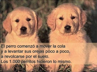El perro comenzó a mover la cola  y a   levantar sus orejas poco a poco,  a revolcarse por el suelo.  Los 1.000 perritos hicieron lo mismo.  