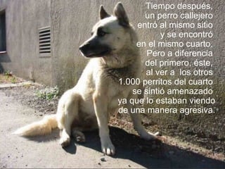 Tiempo después,  un perro callejero   entró al mismo sitio  y se   encontró   en el mismo cuarto.  Pero a diferencia  del primero, éste,  al ver a   los otros  1.000 perritos del cuarto  se sintió amenazado  ya que lo estaban viendo de una manera agresiva. 