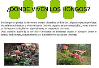 ¿DONDE VIVEN LOS HONGOS?
Los hongos se pueden hallar en una enorme diversidad de hábitats. Algunas especies prefieren
los ambientes húmedos y ricos en humus (materia orgánica en descomposición), como el suelo
de los bosques caducifolios, especialmente en temporadas lluviosas.
Otras especies huyen de la luz solar y proliferan en ambientes oscuros y húmedos, como el
famoso moho negro, sumamente tóxico. En su mayoría suelen ser terrestres
 