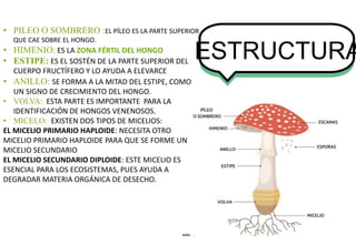 ESTRUCTURA
• PILEO O SOMBRERO :EL PÍLEO ES LA PARTE SUPERIOR
QUE CAE SOBRE EL HONGO.
• HIMENIO: ES LA ZONA FÉRTIL DEL HONGO
• ESTIPE: ES EL SOSTÉN DE LA PARTE SUPERIOR DEL
CUERPO FRUCTÍFERO Y LO AYUDA A ELEVARCE
• ANILLO: SE FORMA A LA MITAD DEL ESTIPE, COMO
UN SIGNO DE CRECIMIENTO DEL HONGO.
• VOLVA: ESTA PARTE ES IMPORTANTE PARA LA
IDENTIFICACIÓN DE HONGOS VENENOSOS.
• MICELO: EXISTEN DOS TIPOS DE MICELIOS:
EL MICELIO PRIMARIO HAPLOIDE: NECESITA OTRO
MICELIO PRIMARIO HAPLOIDE PARA QUE SE FORME UN
MICELIO SECUNDARIO
EL MICELIO SECUNDARIO DIPLOIDE: ESTE MICELIO ES
ESENCIAL PARA LOS ECOSISTEMAS, PUES AYUDA A
DEGRADAR MATERIA ORGÁNICA DE DESECHO.
 