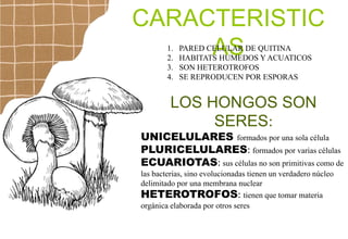 CARACTERISTIC
AS
1. PARED CELULAR DE QUITINA
2. HABITATS HUMEDOS Y ACUATICOS
3. SON HETEROTROFOS
4. SE REPRODUCEN POR ESPORAS
LOS HONGOS SON
SERES:
UNICELULARES formados por una sola célula
PLURICELULARES: formados por varias células
ECUARIOTAS: sus células no son primitivas como de
las bacterias, sino evolucionadas tienen un verdadero núcleo
delimitado por una membrana nuclear
HETEROTROFOS: tienen que tomar materia
orgánica elaborada por otros seres
 