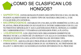 ¿COMO SE CLASIFICAN LOS
HONGOS?
• SAPRÓFITOS. ESTOS HONGOS PUEDEN SER ESPECÍFICOS O NO, ES DECIR,
PUEDEN ALIMENTARSE DE CIERTO TIPO DE MATERIA ORGÁNICA, O DE
CUALQUIERA EN GENERAL.
• MICORRIZÓGENOS. ESTABLECEN UNA RELACIÓN SIMBIÓTICA CON LAS
PLANTAS, PROLIFERANDO EN SUS RAÍCES E INTERCAMBIANDO CON ELLAS
NUTRIENTES MINERALES Y AGUA (GENERADAS POR EL HONGO) A CAMBIO
DE CARBOHIDRATOS Y VITAMINAS (GENERADOS POR LA PLANTA)
• .LIQUENIZADOS. LOS LÍQUENES SON ORGANISMOS SIMBIÓTICOS
PRODUCTO DE LA UNIÓN DE UN HONGO Y UN ALGA O CIANOBACTERIA,
ESTABLECIENDO UNA RELACIÓN ESTRECHA DE DIVERSO TIPO.
• PARÁSITOS. AQUELLOS QUE PROLIFERAN DENTRO DEL CUERPO DE
OTROS SERES VIVOS ESTABLECIDOS EN SU SUPERFICIE, NUTRIÉNDOSE DE
ELLOS Y A MENUDO CAUSÁNDOLES DAÑOS DIVERSOS EN EL PROCESO
 
