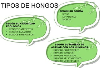 TIPOS DE HONGOS
SEGÚN SU FORMA
• SETAS
• LEVADURAS
• MOHOS
SEGÚN SU CAPASIDAD
ECOLOGICA
• HONGOS SAPROFITOS
• HONGOS PARASITOS
• HONGOS SIMBIOTICOS
SEGÚN SU MANERA DE
ACTUAR CON LOS HUMANOS
• HONGOS COMESTIBLES
• HONGOS TOXICOS
• HONGOS PARASITOS
• HONGOS ALUCINOGENOS
• HONGOS MEDICINALES
 