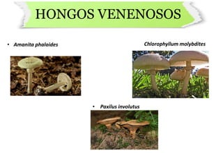 HONGOS VENENOSOS
• Amanita phaloides Chlorophyllum molybdites
• Paxilus involutus
 