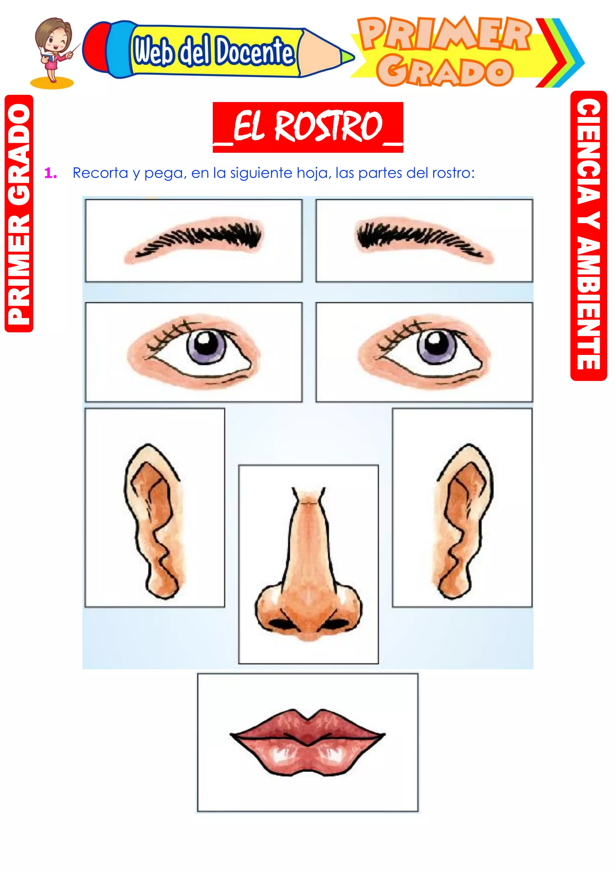 El-rostro | PDF