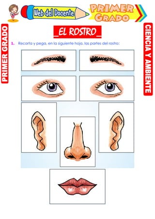 El-rostro | PDF
