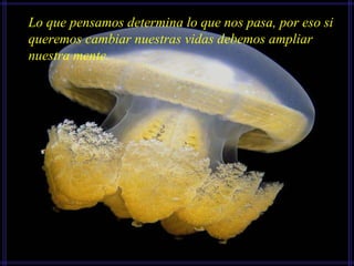 Lo que pensamos determina lo que nos pasa, por eso si queremos cambiar nuestras vidas debemos ampliar nuestra mente. 