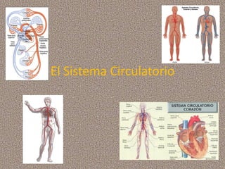 El Sistema Circulatorio
 