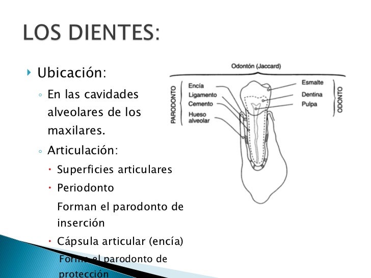 El Sistema Dentario