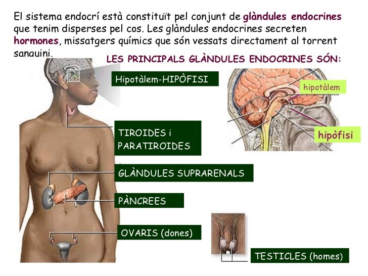 El sistema endocrÃ­ estÃ  constituÃ¯t pel conjunt de  glÃ ndules endocrines  que tenim disperses pel cos. Les glÃ ndules endocr...