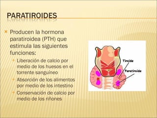 Producen la hormona paratiroidea (PTH) que estimula las siguientes funciones: Liberación de calcio por medio de los huesos en el torrente sanguíneo Absorción de los alimentos por medio de los intestino Conservación de calcio por medio de los riñones 