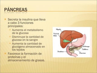 Secreta la insulina que lleva a cabo 3 funciones principales:  Aumenta el metabolismo de la glucosa  Disminuye la cantidad de glucosa en la sangre  Aumenta la cantidad de glucógeno almacenado en los tejidos  Favorece la formación de proteínas y el almacenamiento de grasas. 