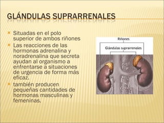 Situadas en el polo superior de ambos riñones Las reacciones de las hormonas adrenalina y noradrenalina que secreta ayudan al organismo a enfrentarse a situaciones de urgencia de forma más eficaz. también producen pequeñas cantidades de hormonas masculinas y femeninas. 
