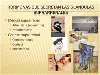 Medula suprarrenal Adrenalina (epinefrina) Noradrenalina Corteza suprarrenal Corticosterona Cortisol aldosterona 