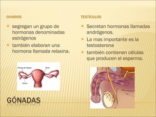 OVARIOS TESTÍCULOS segregan un grupo de hormonas denominadas estrógenos también elaboran una hormona llamada relaxina. Secretan hormonas llamadas andrógenos. La mas importante es la testosterona también contienen células que producen el esperma.  