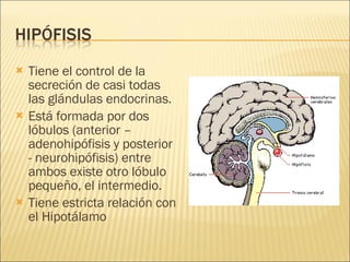 Tiene el control de la secreción de casi todas las glándulas endocrinas. Está formada por dos lóbulos (anterior – adenohipófisis y posterior - neurohipófisis) entre ambos existe otro lóbulo pequeño, el intermedio. Tiene estricta relación con el Hipotálamo 