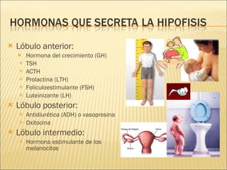 Lóbulo anterior: Hormona del crecimiento (GH) TSH ACTH Prolactina (LTH) Foliculoestimulante (FSH) Luteinizante (LH) Lóbulo posterior: Antidiurética (ADH) o vasopresina Oxitocina Lóbulo intermedio: Hormona estimulante de los melanocitos 
