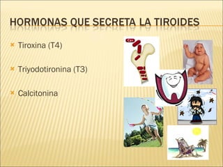 Tiroxina (T4) Triyodotironina (T3) Calcitonina 