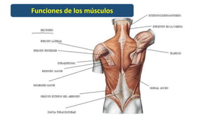 Funciones de los músculos
 