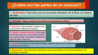 ¿Cuáles son las partes de un músculo?
1. Endomisio: Fascículo que se encuentra alrededor de la fibra y la separa
de otra.
2. Perimisio: Tejido conectivo que rodea a los paquetes de fibras.
3. Epimisio: Capa de tejido conectivo que
se encuentra rodeando al músculo.
4. Cuerpo o vientre muscular: Es la parte
central del músculo, se encuentra formado
por muchas fibras musculares rodeadas de
capa de tejido conjuntivo
5. Tendón: El tendón es una cuerda de tejido conjuntivo denso que conecta los
músculos con el hueso..
6. Aponeurosis: Son estructuras membranas que se encuentran en los músculos planos y les
posibilitan la inserción.
 