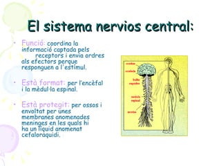 El sistema nervios central: Funció :  coordina la informació captada pels  receptors i envia ordres als efectors perque  responguen a l'estímul . Està format:   per l’encèfal i la mèdul·la espinal. Està protegit:  per ossos i envoltat per unes  membranes anomenades meninges en les quals hi  ha un líquid anomenat cefaloraquidi. 