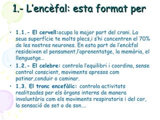 1.- L’encèfal: esta format per  1.1.- El cervell: ocupa la major part del crani. La seua superfície te molts plecs,i s’hi concentren el 70% de les nostres neurones. En esta part de l’encèfal resideixen el pensament,l’aprenentatge, la memòria, el llenguatge… 1.2.- El celebre:  controla l’equilibri i coordina, sense control conscient, moviments apresos com patinar,conduir o caminar. 1.3. El tronc encefàlic:  controla activitats realitzades per els òrgans interns de manera involuntària com els moviments respiratoris i del cor, la sensació de set o de son…. 