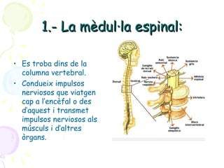 1.- La mèdul·la espinal: Es troba dins de la columna vertebral. Condueix impulsos nerviosos que viatgen cap a l’encèfal o des d’aquest i transmet impulsos nerviosos als músculs i d’altres òrgans. 