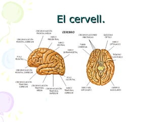 El cervell. 