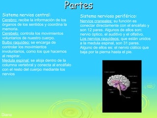 Partes Sistema nervios central: Cerebro:  recibe la información de los órganos de los sentidos y coordina la memoria. Cerebelo:  controla los movimientos voluntarios de nuestro cuerpo. Bulbo raquídeo:  se encarga de controlar los movimientos involuntarios, como los que hacemos al respirar.  Medula espinal:  se aloja dentro de la columna vertebral y conecta al encéfalo con el resto del cuerpo mediante los nervios   Sistema nervioso periférico: Nervios craneales:  su función es conectar directamente con el encéfalo y son 12 pares. Algunos de ellos son: nervio óptico, el auditivo y el olfativo. Los nervios raquídeos:  que están unidos a la medula espinal, son 31 pares. Alguno de ellos es: el nervio ciático que baja por la pierna hasta el pie. Diana 