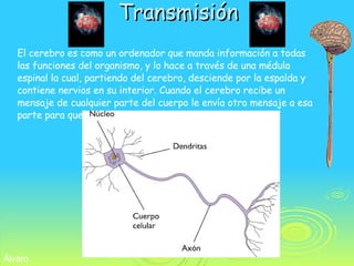 Transmisión El cerebro es como un ordenador que manda información a todas las funciones del organismo, y lo hace a través de una médula espinal la cual, partiendo del cerebro, desciende por la espalda y contiene nervios en su interior. Cuando el cerebro recibe un mensaje de cualquier parte del cuerpo le envía otro mensaje a esa parte para que esa sepa reaccionar. Álvaro 