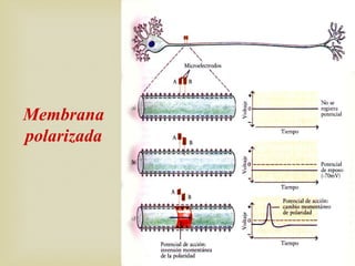 Membrana
polarizada
 