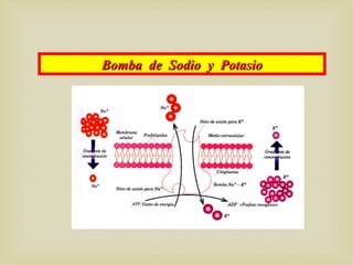 Bomba de Sodio y PotasioBomba de Sodio y Potasio
 
