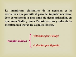 La membrana plasmática de la neurona es la
estructura que permite el paso del impulso nervioso;
éste corresponde a una onda de despolarización, en
que iones Sodio y iones Potasio entran y sales de la
membrana a través de Canales iónicos.
Canales iónicosCanales iónicos
Activados por Voltaje
Activados por ligando
 