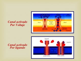 Canal activado
Por Voltaje
Canal activado
Por ligando
 