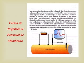 Forma de
Registrar el
Potencial de
Membrana
 