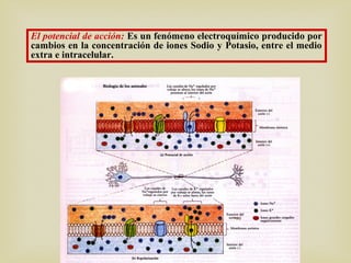 El potencial de acción: Es un fenómeno electroquímico producido por
cambios en la concentración de iones Sodio y Potasio, entre el medio
extra e intracelular.
 