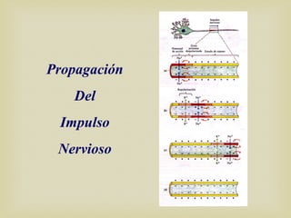 Propagación
Del
Impulso
Nervioso
 