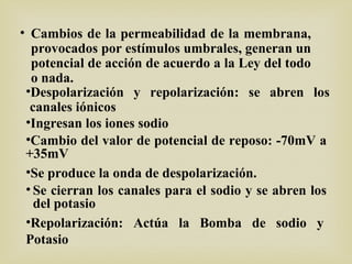 • Cambios de la permeabilidad de la membrana,
provocados por estímulos umbrales, generan un
potencial de acción de acuerdo a la Ley del todo
o nada.
•Despolarización y repolarización: se abren los
canales iónicos
•Ingresan los iones sodio
•Cambio del valor de potencial de reposo: -70mV a
+35mV
•Se produce la onda de despolarización.
• Se cierran los canales para el sodio y se abren los
del potasio
•Repolarización: Actúa la Bomba de sodio y
Potasio
 