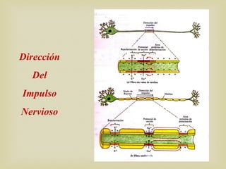 Dirección
Del
Impulso
Nervioso
 