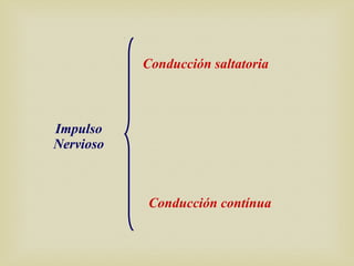 Impulso
Nervioso
Conducción saltatoria
Conducción contínua
 