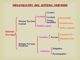 ORGANIZACIÓN DEL SISTEMA NERVIOSOORGANIZACIÓN DEL SISTEMA NERVIOSO
Sistema
Nervioso
Sistema Nervioso
Central
Encéfalo
Cerebro
Cerebelo
Tronco
encefálico Protuberancia
Mesencéfalo
Bulbo raquídeo
Sistema Nervioso
Periférico
Somático Nervios
Espinales(31)
Raquídeos(12)
Autónomo
Simpático
Parasimpático
Médula espinal
 