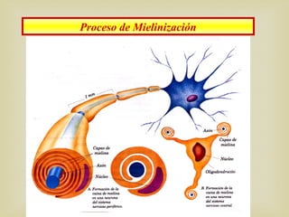Proceso de Mielinización
 