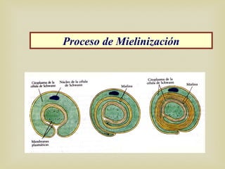 Proceso de Mielinización
 