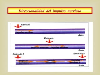 Direccionalidad del impulso nervioso
 