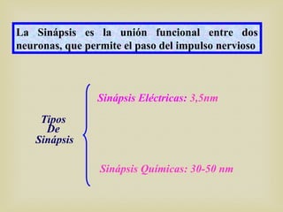 La Sinápsis es la unión funcional entre dos
neuronas, que permite el paso del impulso nervioso
Tipos
De
Sinápsis
Sinápsis Eléctricas: 3,5nm
Sinápsis Químicas: 30-50 nm
 