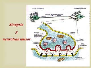 Sinápsis
y
neurotransmisor
 