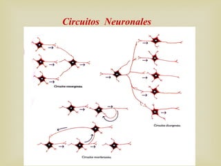 Circuitos Neuronales
 
