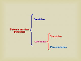 Sistema nerviosoSistema nervioso
PeriféricoPeriférico
SomáticoSomático
Autónomo
Simpático
Parasimpático
 